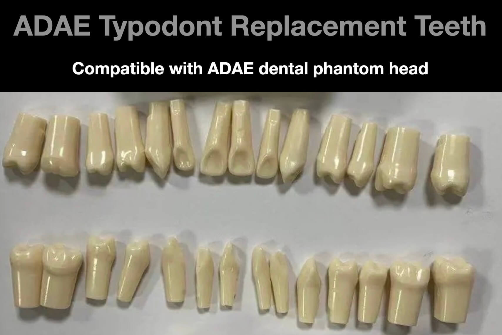 Typodont replacement teeth with screws with Nissin 500 mag