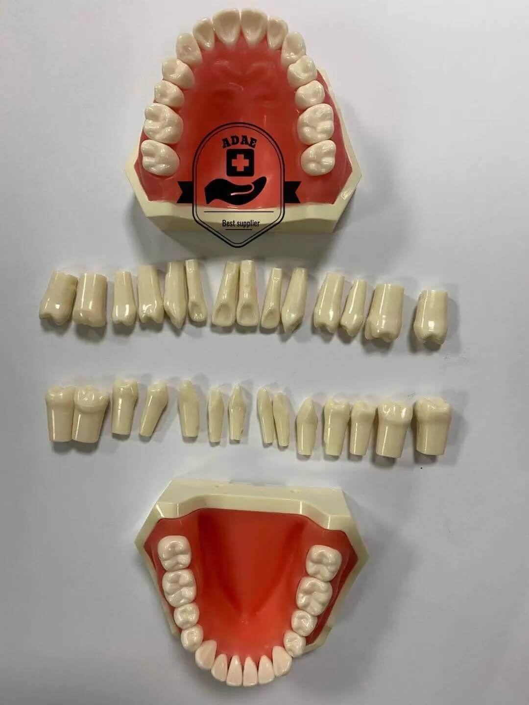 ADAE T1 dental phantom head with magnetic jaws