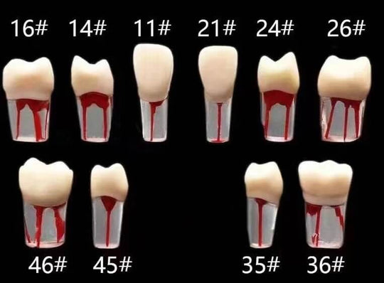ADAE endodontic practice teeth
