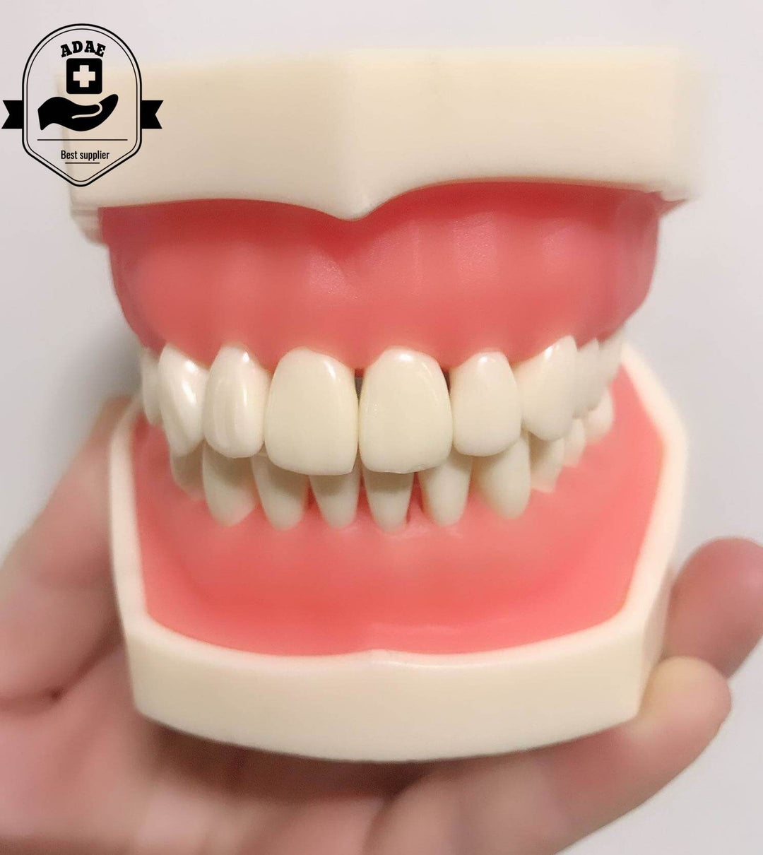 ADAE AD028 dental study model - ADAE Dental Online Store