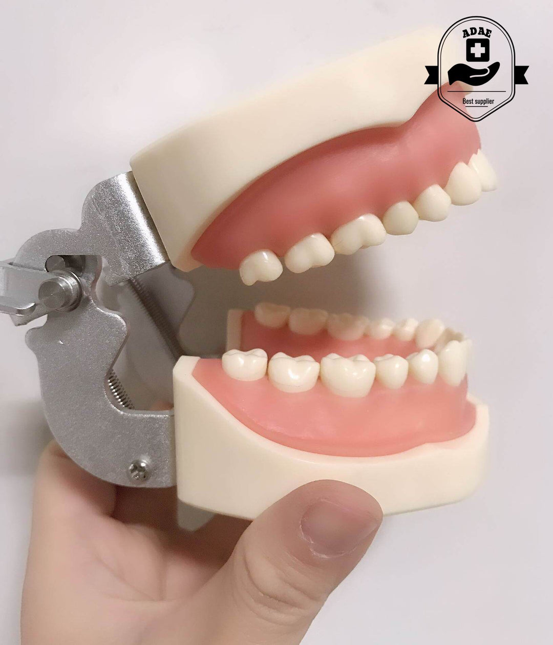 ADAE AD032 dental study model - ADAE Dental Online Store