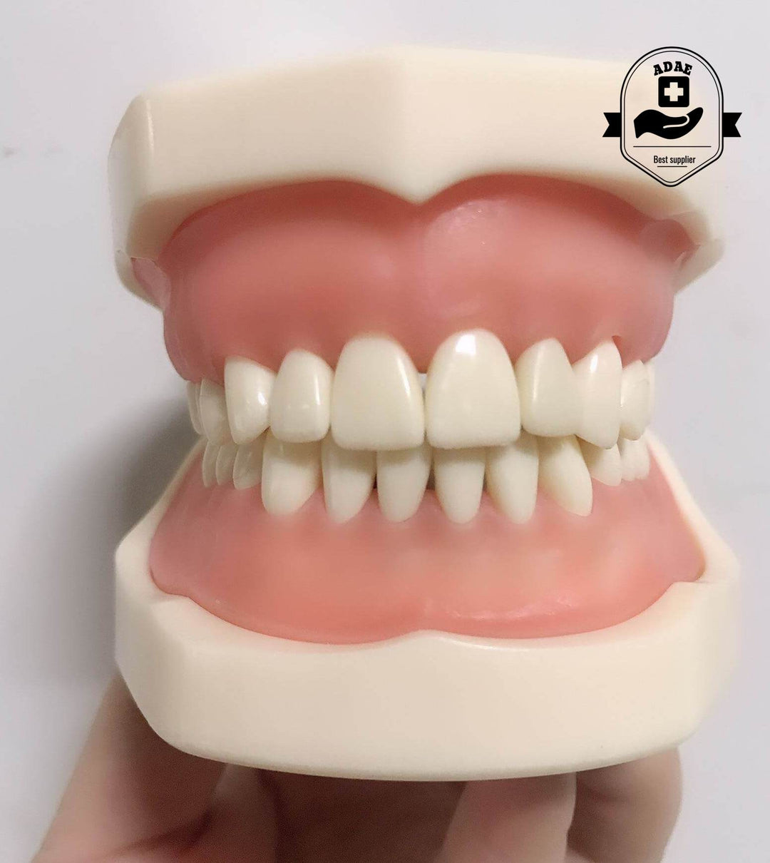 ADAE AD032 dental study model - ADAE Dental Online Store
