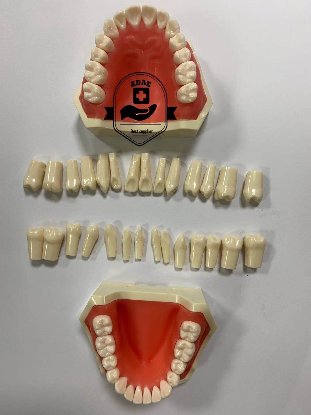 ADAE dental phantom head with magnetic jaws and teeth - ADAE Dental Online Store