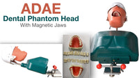 ADAE dental phantom head with magnetic jaws and teeth