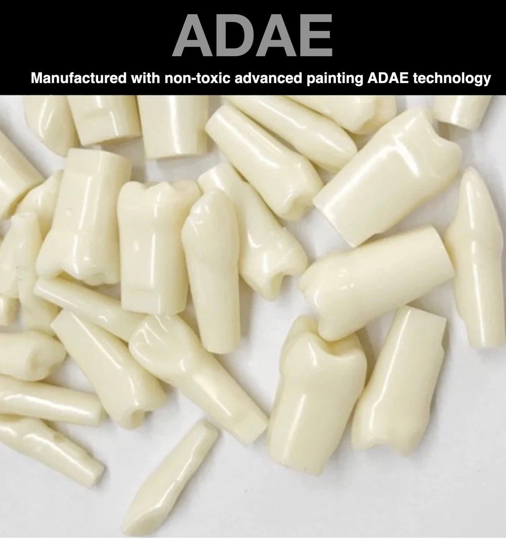 ADAE typodont replacement teeth with screws (Compatible with ADAE dental phantom head) - ADAE Dental Online Store