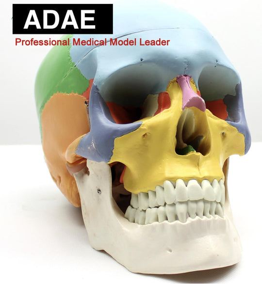 ADAE AD019 human skull with marked colored bones (Natural size) - ADAE Dental Online Store