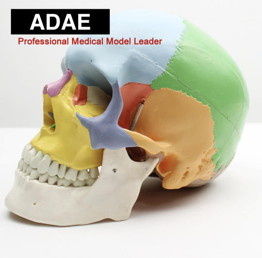 ADAE AD019 human skull with marked colored bones (Natural size) - ADAE Dental Online Store