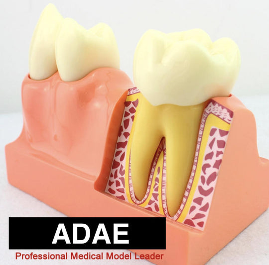 ADAE AD076 tooth anatomical structure illustration model (Size :X 4 times) - ADAE Dental Online Store